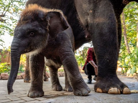 FOTO: Perkenalkan Ini Rocky Balboa, Anak Gajah Hasil Perkawinan Lembang dan Doa di Kebun Binatang Surabaya