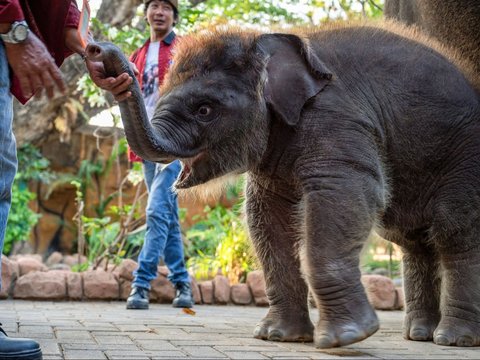 FOTO: Perkenalkan Ini Rocky Balboa, Anak Gajah Hasil Perkawinan Lembang dan Doa di Kebun Binatang Surabaya