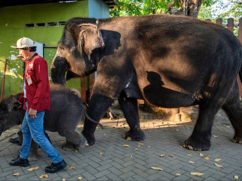 FOTO: Perkenalkan Ini Rocky Balboa, Anak Gajah Hasil Perkawinan Lembang dan Doa di Kebun Binatang Surabaya