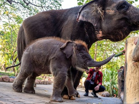 FOTO: Perkenalkan Ini Rocky Balboa, Anak Gajah Hasil Perkawinan Lembang dan Doa di Kebun Binatang Surabaya