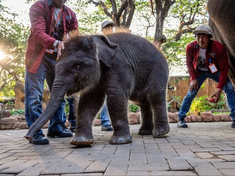 FOTO: Perkenalkan Ini Rocky Balboa, Anak Gajah Hasil Perkawinan Lembang dan Doa di Kebun Binatang Surabaya