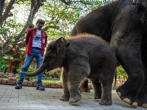 FOTO: Perkenalkan Ini Rocky Balboa, Anak Gajah Hasil Perkawinan Lembang dan Doa di Kebun Binatang Surabaya