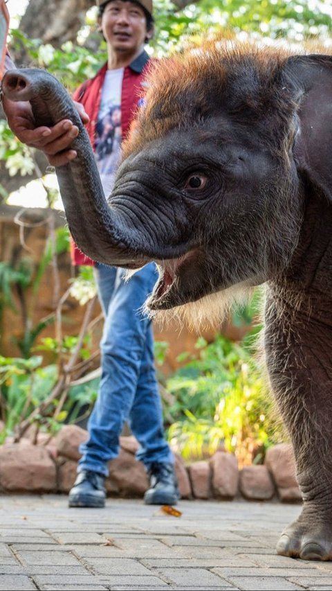 Dengan kehadiran Rocky, Kebun Binatang Surabaya semakin memperkaya koleksi satwanya dan terus berkomitmen dalam upaya konservasi dan edukasi bagi masyarakat. Foto: JUNI KRISWANTO / AFP