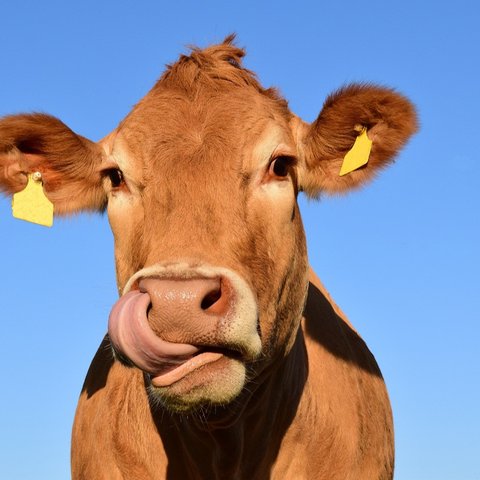 Ilustrasi sapi (pixabay)