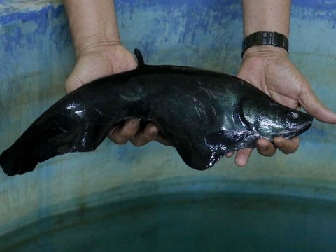 FOTO: Mengunjungi Pusat Konservasi Ikan Belida Terancam Punah di Palembang