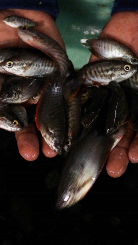 FOTO: Mengunjungi Pusat Konservasi Ikan Belida Terancam Punah di Palembang