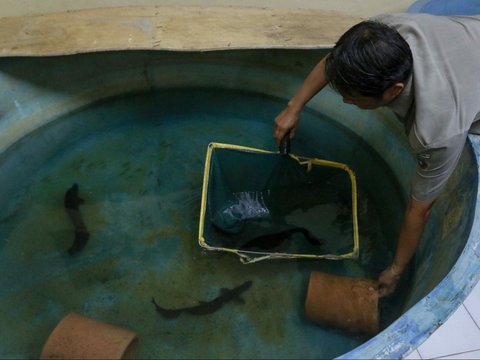 FOTO: Mengunjungi Pusat Konservasi Ikan Belida Terancam Punah di Palembang