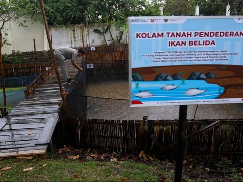 FOTO: Mengunjungi Pusat Konservasi Ikan Belida Terancam Punah di Palembang