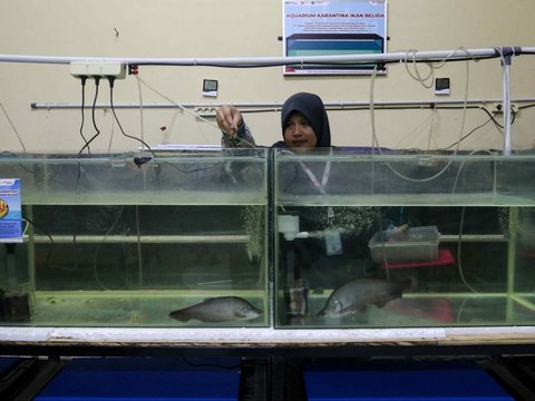 FOTO: Mengunjungi Pusat Konservasi Ikan Belida Terancam Punah di Palembang