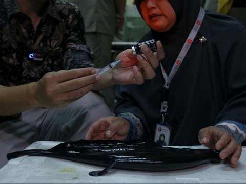 FOTO: Mengunjungi Pusat Konservasi Ikan Belida Terancam Punah di Palembang