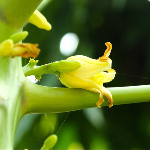 bunga pepaya