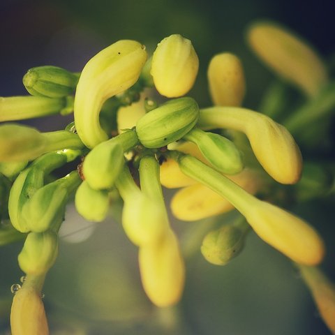 bunga pepaya