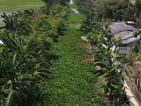 FOTO: Musim Kemarau, Lautan Eceng Gondok Penuhi Aliran Kali di Bekasi