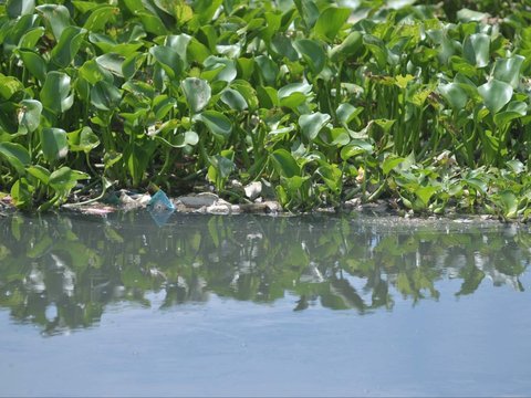 FOTO: Musim Kemarau, Lautan Eceng Gondok Penuhi Aliran Kali di Bekasi