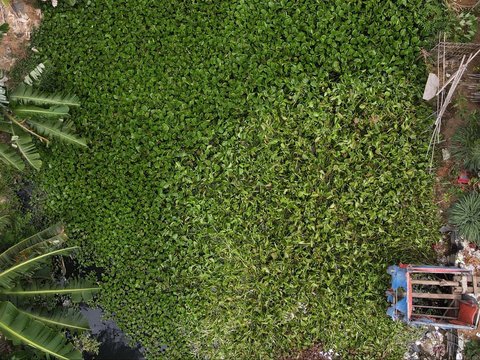 FOTO: Musim Kemarau, Lautan Eceng Gondok Penuhi Aliran Kali di Bekasi