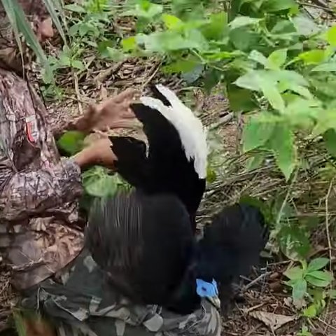Penangkapan Burung Eksotis