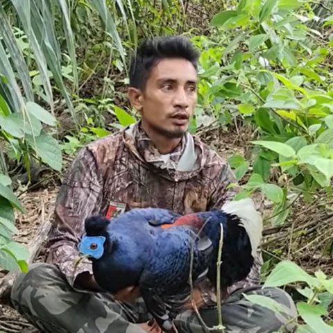 Sempidan Biru