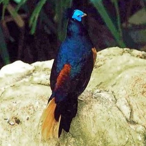 Burung Sempidan Biru