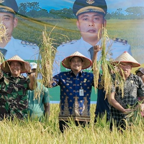 Panen Raya di Persawahan Mabar Hilir, Bobby Nasution Ingin Sektor Pertanian Berkembang