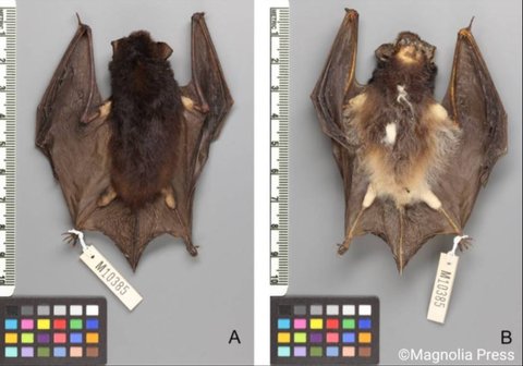 Ilmuwan Temukan Makhluk Bersayap dengan Kuping Membesar, Begini Wujudnya
