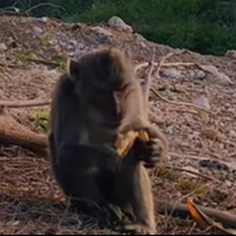 Monyet di Bali