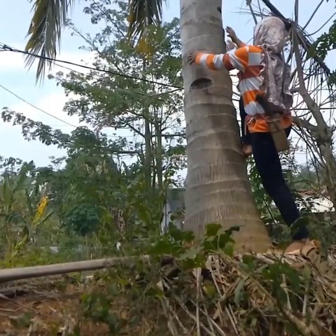 Istri Syarif yang membantu ekonomi dengan menjadi pemetik kelapa