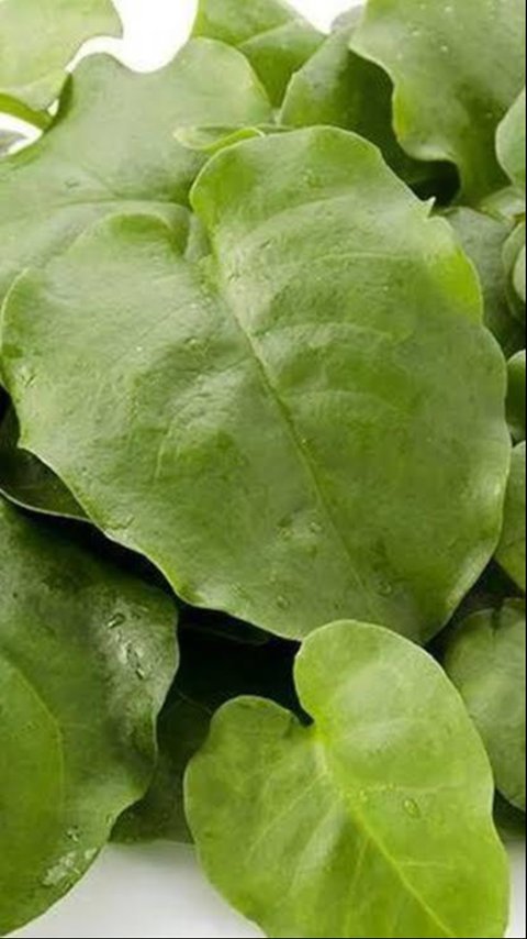 daun binahong