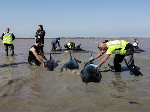 FOTO: Dramatis Penyelamatan Belasan Ekor Lumba-Lumba Terdampar di Pantai Atlantik Prancis, 17 Berhasil Selamat, 1 Mati