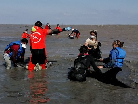 FOTO: Dramatis Penyelamatan Belasan Ekor Lumba-Lumba Terdampar di Pantai Atlantik Prancis, 17 Berhasil Selamat, 1 Mati