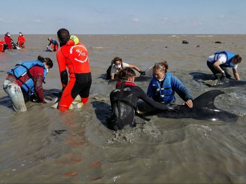 FOTO: Dramatis Penyelamatan Belasan Ekor Lumba-Lumba Terdampar di Pantai Atlantik Prancis, 17 Berhasil Selamat, 1 Mati