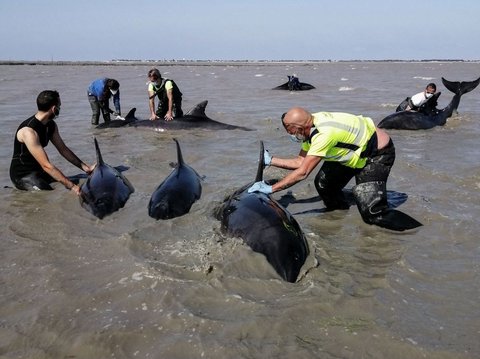 FOTO: Dramatis Penyelamatan Belasan Ekor Lumba-Lumba Terdampar di Pantai Atlantik Prancis, 17 Berhasil Selamat, 1 Mati