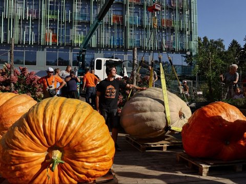 FOTO: Pameran Sayuran Raksasa di Rusia, Labu Parang Seberat 817 Kg Ini Cetak Rekor