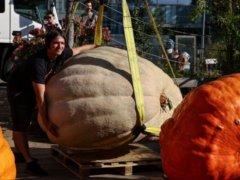 FOTO: Pameran Sayuran Raksasa di Rusia, Labu Parang Seberat 817 Kg Ini Cetak Rekor