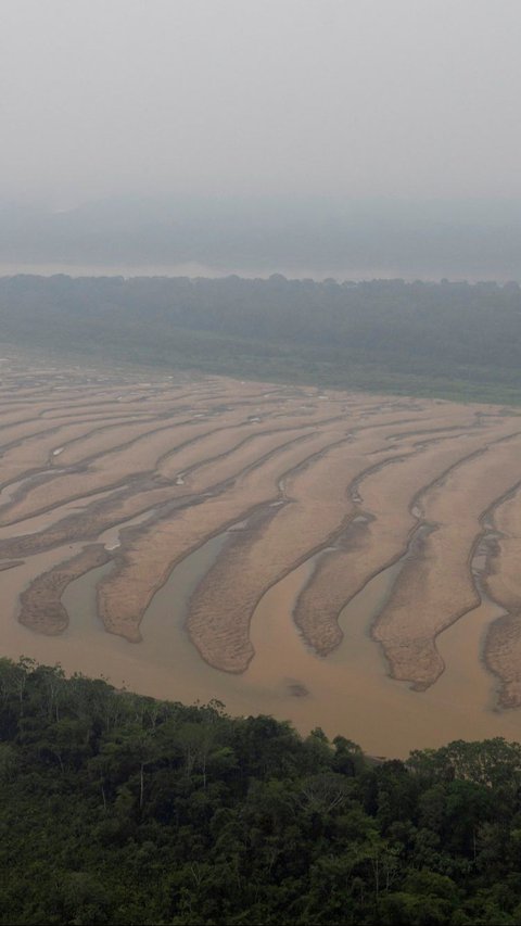 FOTO: Penampakan Air 'Menghilang' dari Anak Sungai Amazon Kala Kekeringan Parah Melanda