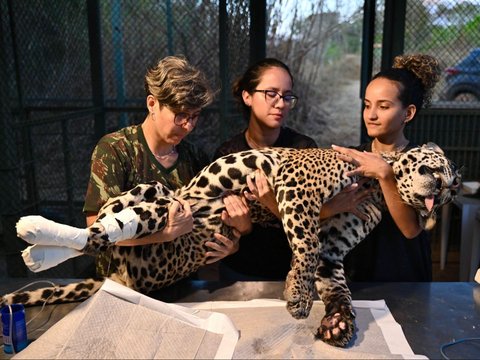 FOTO: Mengintip Perawatan Jaguar Betina Terluka Akibat Kebakaran Hutan di Brasil