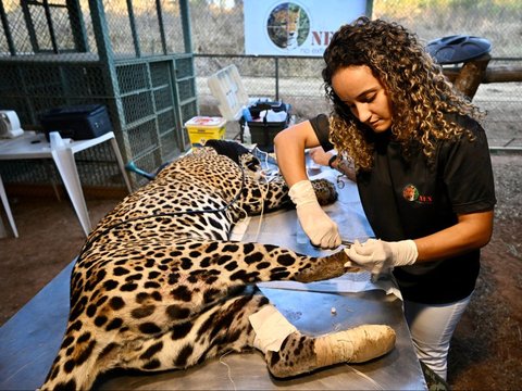 FOTO: Mengintip Perawatan Jaguar Betina Terluka Akibat Kebakaran Hutan di Brasil