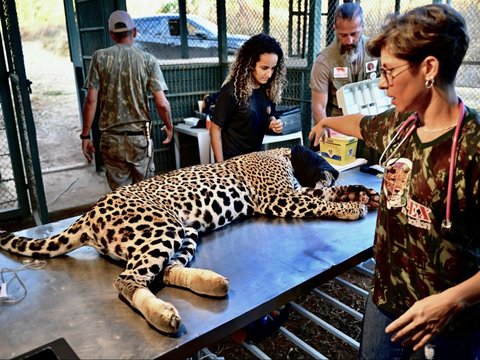 FOTO: Mengintip Perawatan Jaguar Betina Terluka Akibat Kebakaran Hutan di Brasil