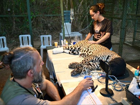 FOTO: Mengintip Perawatan Jaguar Betina Terluka Akibat Kebakaran Hutan di Brasil