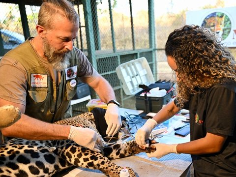 FOTO: Mengintip Perawatan Jaguar Betina Terluka Akibat Kebakaran Hutan di Brasil