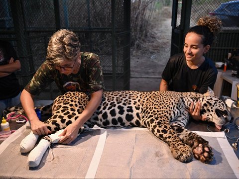 FOTO: Mengintip Perawatan Jaguar Betina Terluka Akibat Kebakaran Hutan di Brasil