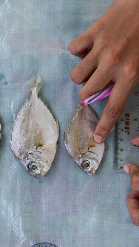 FOTO: Intip Proses Pembuatan Susu dari Bahan Dasar Ikan di Indramayu