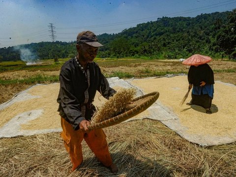 FOTO: Dua Faktor Ini Sebabkan Satu Liter Beras di Tingkat Petani Naik, Harganya Sekarang Jadi Segini