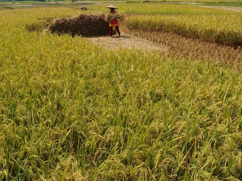 FOTO: Dua Faktor Ini Sebabkan Satu Liter Beras di Tingkat Petani Naik, Harganya Sekarang Jadi Segini