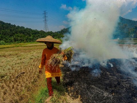 FOTO: Dua Faktor Ini Sebabkan Satu Liter Beras di Tingkat Petani Naik, Harganya Sekarang Jadi Segini