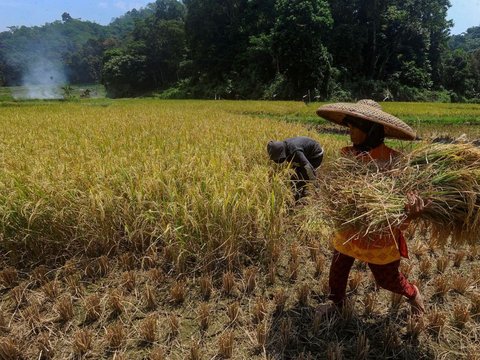 FOTO: Dua Faktor Ini Sebabkan Satu Liter Beras di Tingkat Petani Naik, Harganya Sekarang Jadi Segini