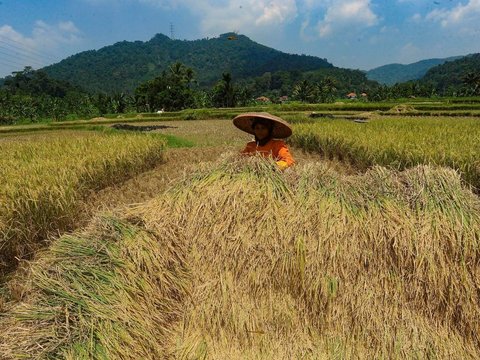 FOTO: Dua Faktor Ini Sebabkan Satu Liter Beras di Tingkat Petani Naik, Harganya Sekarang Jadi Segini