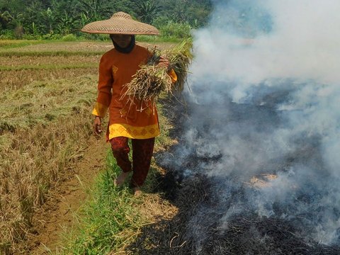 FOTO: Dua Faktor Ini Sebabkan Satu Liter Beras di Tingkat Petani Naik, Harganya Sekarang Jadi Segini