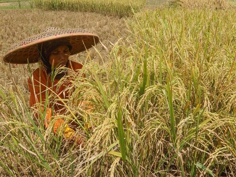 FOTO: Dua Faktor Ini Sebabkan Satu Liter Beras di Tingkat Petani Naik, Harganya Sekarang Jadi Segini