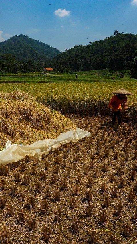 FOTO: Dua Faktor Ini Sebabkan Satu Liter Beras di Tingkat Petani Naik, Harganya Sekarang Jadi Segini