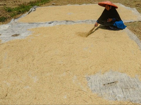 FOTO: Dua Faktor Ini Sebabkan Satu Liter Beras di Tingkat Petani Naik, Harganya Sekarang Jadi Segini